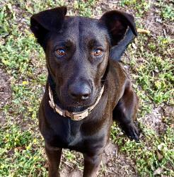 Found/Stray Female Dog last seen KBobs Restaurant, Corpus Christi, TX 78410