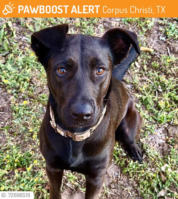 Found/Stray Female Dog last seen KBobs Restaurant, Corpus Christi, TX 78410