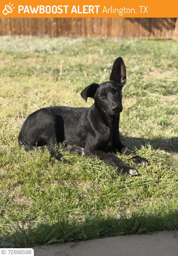 Found/Stray Female Dog last seen Russel Curry, Arlington, TX 76001