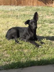 Found/Stray Female Dog last seen Russel Curry, Arlington, TX 76001