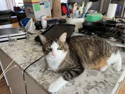 Lost Male Cat last seen Near 75th st e, Inver Grove Heights, MN 55076