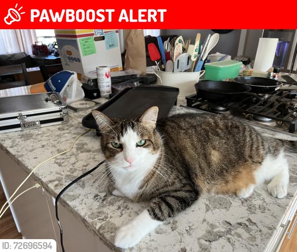 Lost Male Cat last seen Near 75th st e, Inver Grove Heights, MN 55076