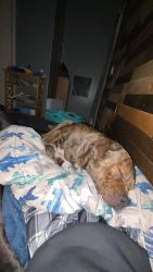 Lost Male Dog last seen Near east highway 316, Citra, FL 32113