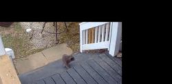 Found/Stray Unknown Cat last seen Our Lady of Guadalupe, Star of the New Evangelization, Columbus, OH 43202