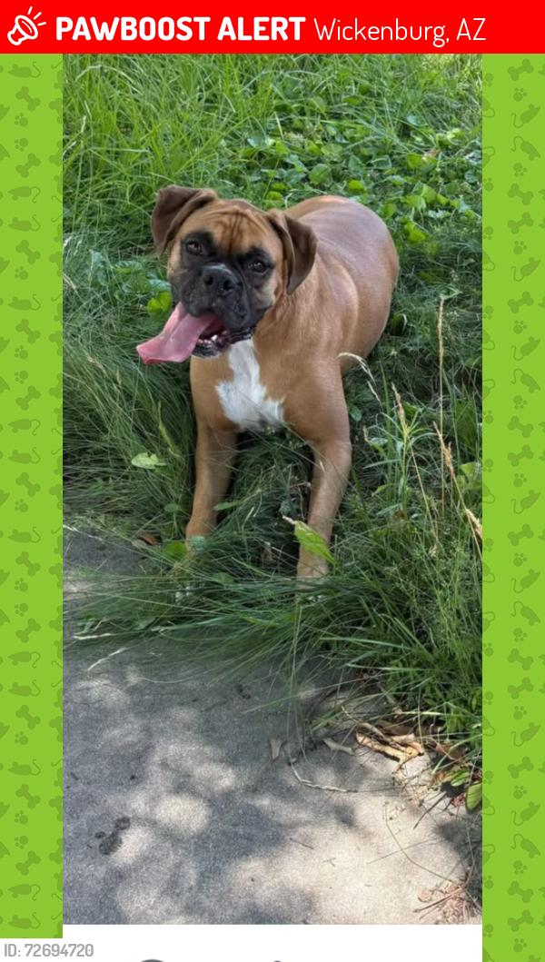 Lost Female Dog last seen Us 93 between Wickenburg & Kingman, Wickenburg, AZ 85390