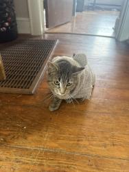 Lost Female Cat last seen Kanawha street, Massey St, Beckley, WV 25801