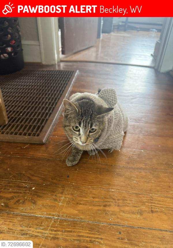 Lost Female Cat last seen Kanawha street, Massey St, Beckley, WV 25801