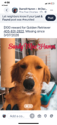 Lost Female Dog last seen 89th and Triple X , Oklahoma City, OK 73020