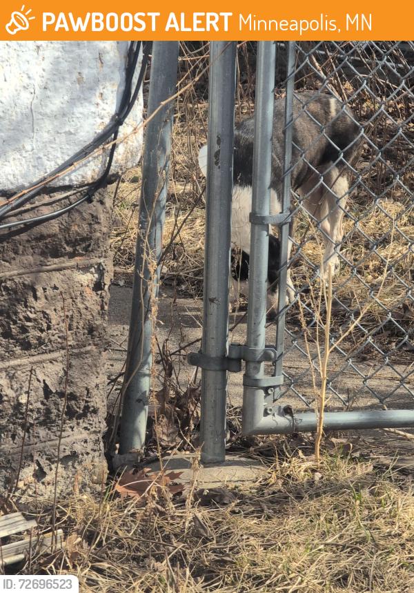 Found/Stray Female Dog last seen Logan Ave n Minneapolis MN 55413, Minneapolis, MN 55411