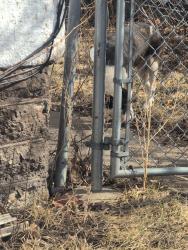 Found/Stray Female Dog last seen Logan Ave n Minneapolis MN 55413, Minneapolis, MN 55411
