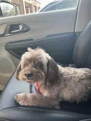 Lost Male Dog last seen Riversbend-Hogans Aly, Chester, VA 23836