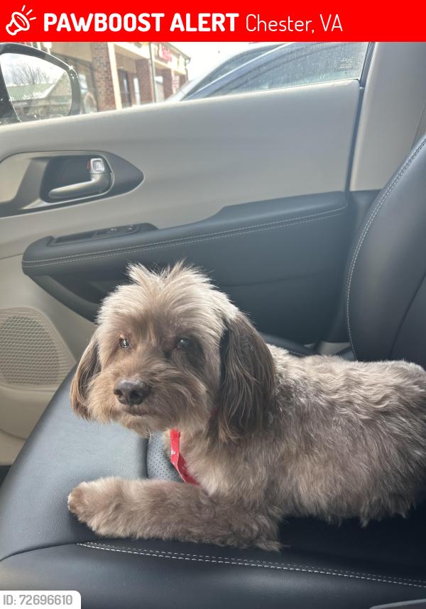Lost Male Dog last seen Riversbend-Hogans Aly, Chester, VA 23836
