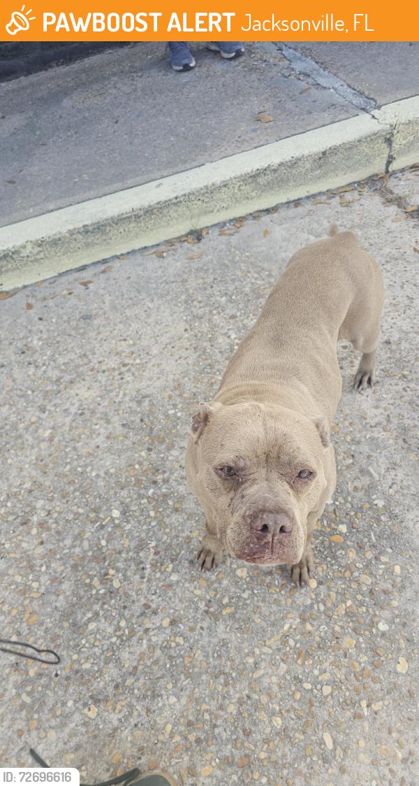 Found/Stray Female Dog last seen Liberty and 27th, Jacksonville, FL 32209