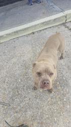 Found/Stray Female Dog last seen Liberty and 27th, Jacksonville, FL 32209