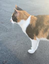 Found/Stray Unknown Cat last seen apmts , Coral Springs, FL 33065