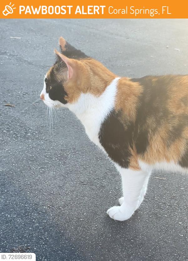 Found/Stray Unknown Cat last seen apmts , Coral Springs, FL 33065