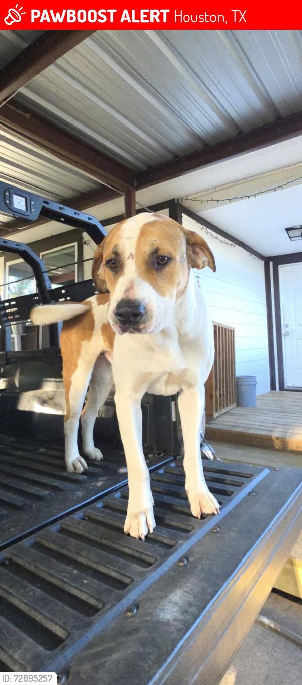 Lost Male Dog last seen Tidwed, Houston, TX 77016