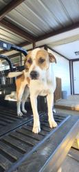 Lost Male Dog last seen Tidwed, Houston, TX 77016