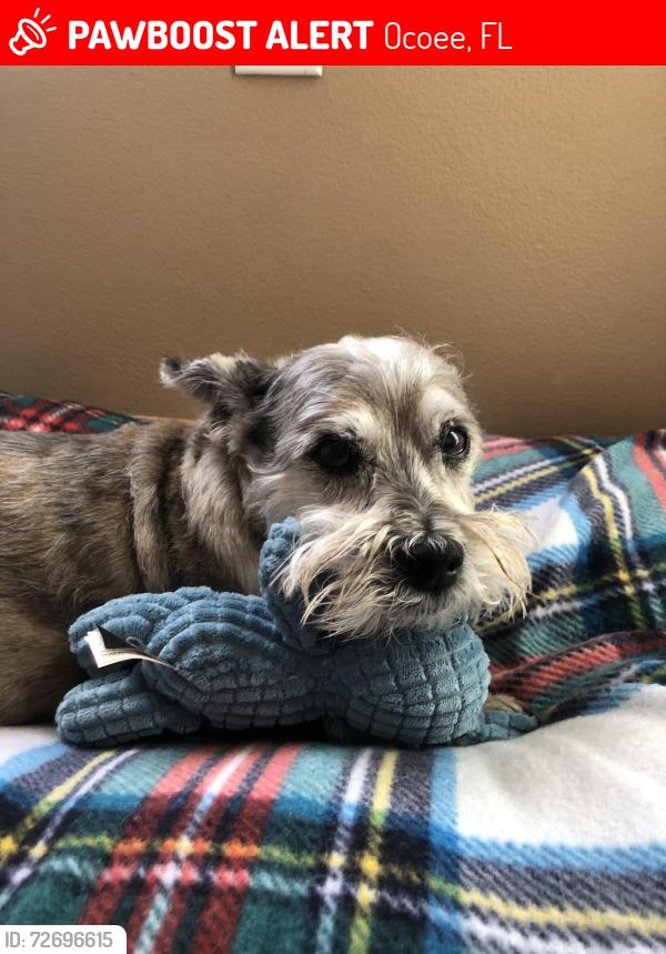 Lost Male Dog last seen Rise Hill subdivision, Ocoee, FL 34761