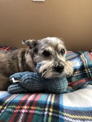 Lost Male Dog last seen Rise Hill subdivision, Ocoee, FL 34761