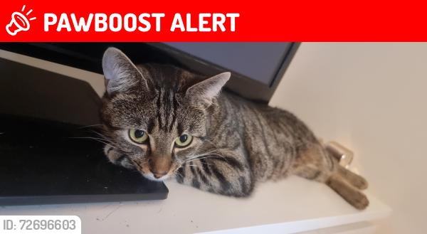 Lost Male Cat last seen The landmark , Greater London, England E14 9GU