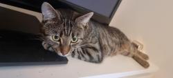 Lost Male Cat last seen The landmark , Greater London, England E14 9GU