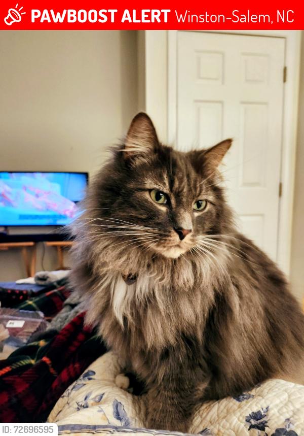 Lost Male Cat last seen Main Street and Lemley Street , Winston-Salem, NC 27127