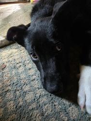 Found/Stray Female Dog last seen Lewand Drive , Columbia, SC 29210