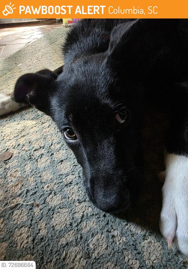 Found/Stray Female Dog last seen Lewand Drive , Columbia, SC 29210