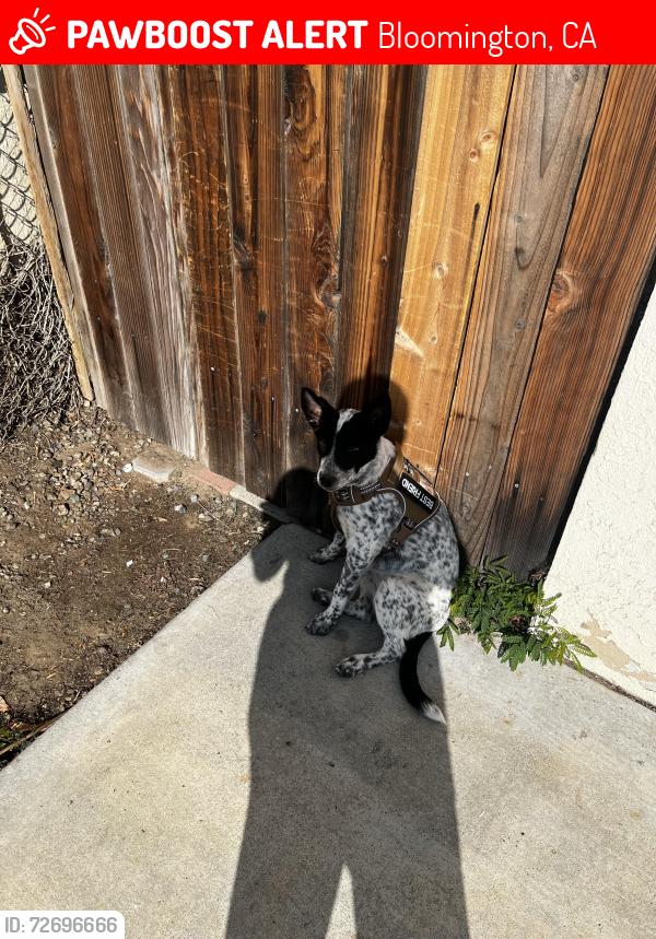 Lost Female Dog last seen Bloomington cemetery , Bloomington, CA 92316