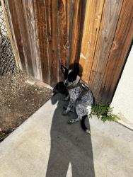 Lost Female Dog last seen Bloomington cemetery , Bloomington, CA 92316