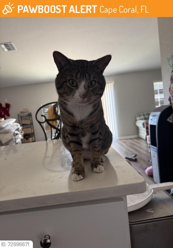 Found/Stray Male Cat last seen Santa Barbara , Cape Coral, FL 33990