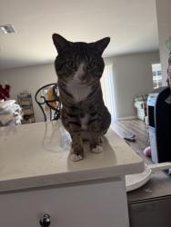Found/Stray Male Cat last seen Santa Barbara , Cape Coral, FL 33990