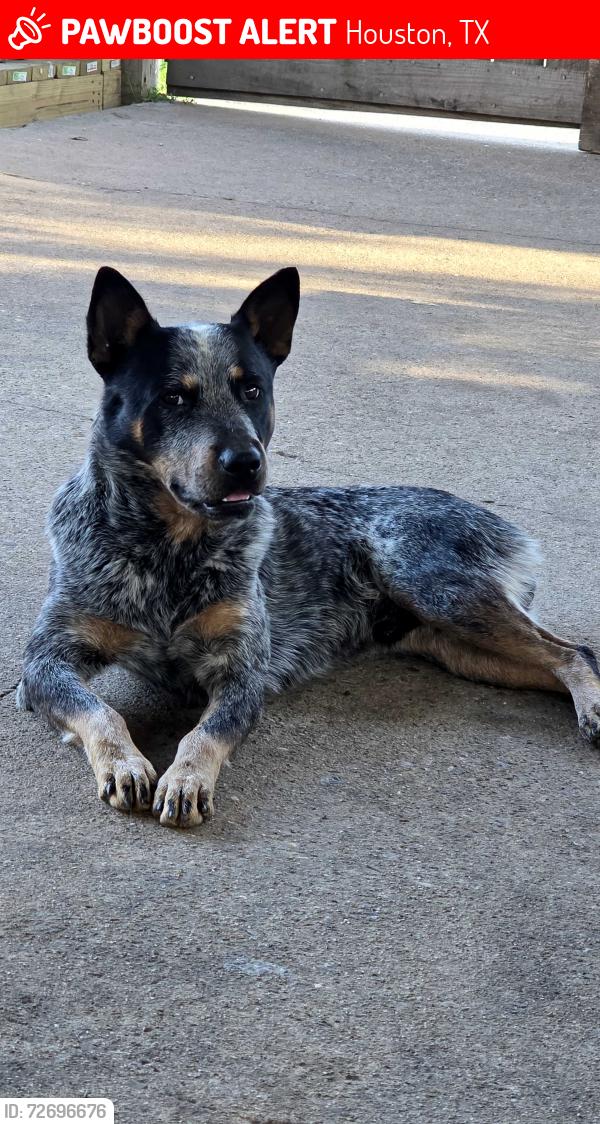 Lost Male Dog last seen Lookwood, Houston, TX 77016
