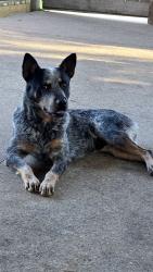 Lost Male Dog last seen Lookwood, Houston, TX 77016