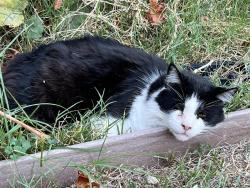 Lost Male Cat last seen Covello Street & McLennan, Los Angeles, CA 91406