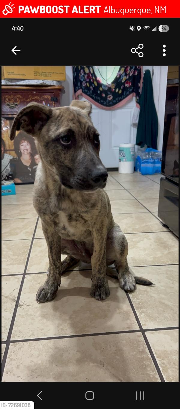 Lost Male Dog last seen Gun club and isleta , Albuquerque, NM 87105