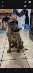 Lost Male Dog last seen Gun club and isleta , Albuquerque, NM 87105