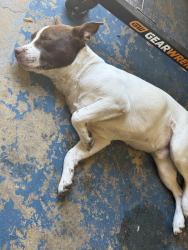 Found/Stray Male Dog last seen Balconies heights, Balcones Heights, TX 78201