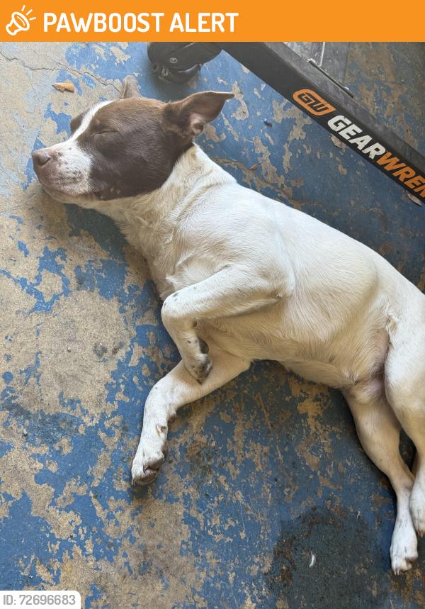 Found/Stray Male Dog last seen Balconies heights, Balcones Heights, TX 78201