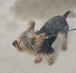 Found/Stray Unknown Dog last seen 29th St N and Arkansas , Wichita, KS 67204