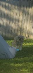 Lost Male Dog last seen Anchor ranch dr. , Ranch Country, TX 77447