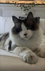 Lost Male Cat last seen Bluerock Drive Antioch, Antioch, CA 94531