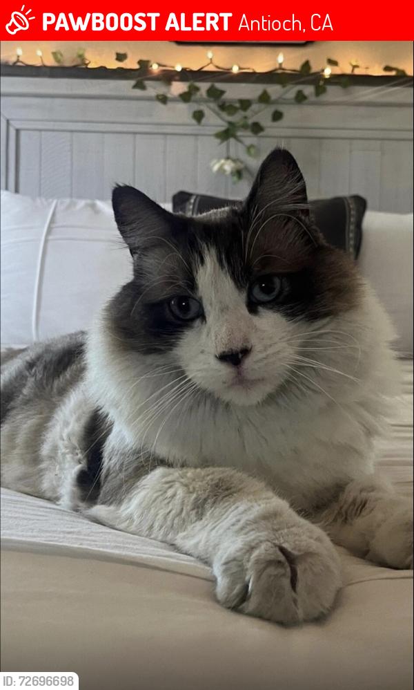 Lost Male Cat last seen Bluerock Drive Antioch, Antioch, CA 94531