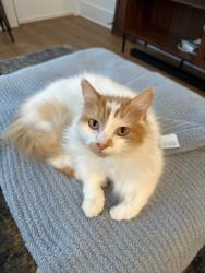 Lost Male Cat last seen 41st and Raymond, Seattle, WA 98136