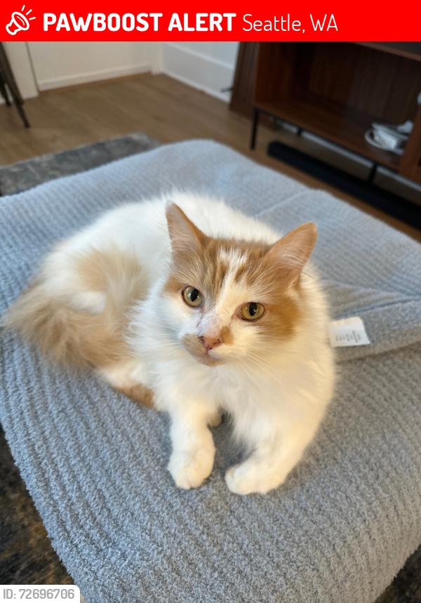 Lost Male Cat last seen 41st and Raymond, Seattle, WA 98136
