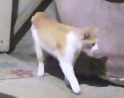 Found/Stray Unknown Cat last seen Near St, Upland, CA 91786