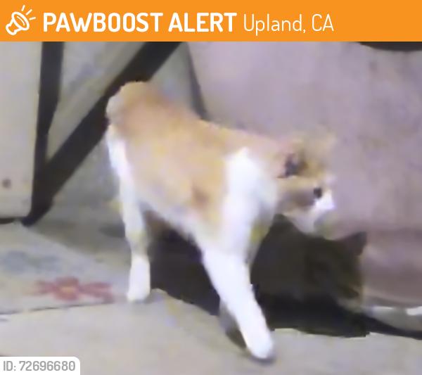 Found/Stray Unknown Cat last seen Near St, Upland, CA 91786