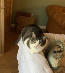 Lost Female Cat last seen Near Sweetbay Tree Dr Wendell, NC  27591 United States, Wendell, NC 27591