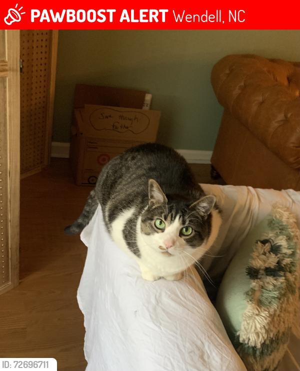 Lost Female Cat last seen Near Sweetbay Tree Dr Wendell, NC  27591 United States, Wendell, NC 27591